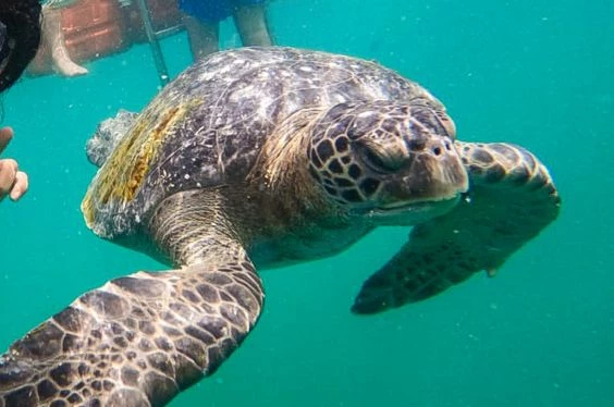 Semana Santa bajo el sol de Piura