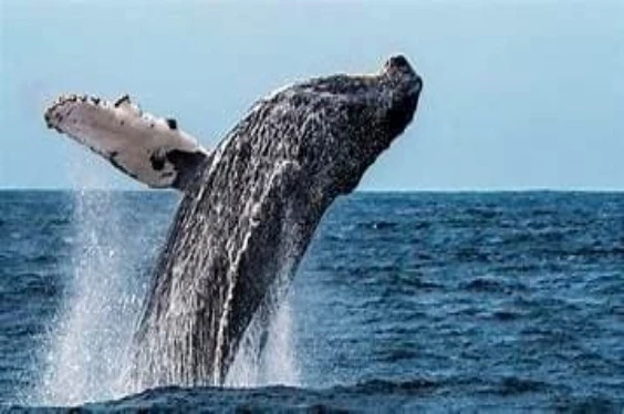 Avistamiento de Ballenas y Tortugas Marinas | Full Day desde Piura