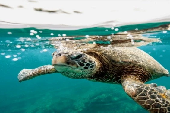 Avistamiento de Ballenas y Tortugas Marinas | Full Day desde Piura