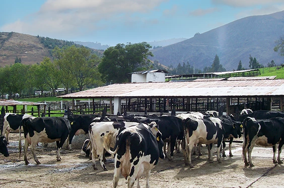Cajamarca a tu alcance