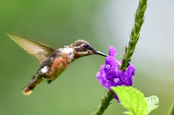 Avistamiento de Colibríes (ACONABIKH)