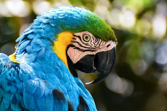 Avistamiento de Colibríes (ACONABIKH)