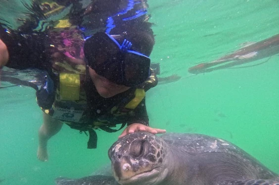Avistamiento de Ballenas Y Nado con Tortugas