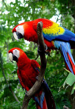 Lujo en la selva