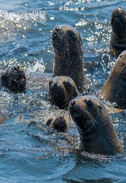 Vive la aventura de nadar con lobos marinos