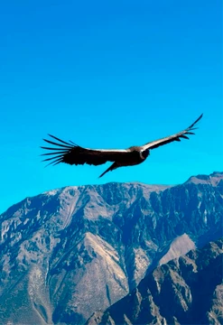Cañón del Colca, cuna de cóndores