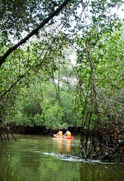Manglares de Tumbes + cocodrilos + cooking class