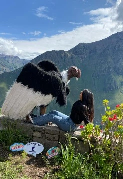 Tour Cañón del Colca Full Day desde Arequipa