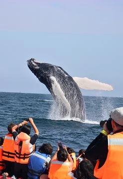Aventuras con Ballenas y Tortugas en Los Órganos