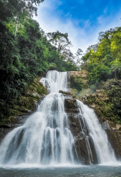 Selva Central Mágica