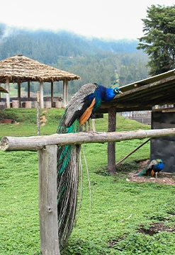 Fiestas Patrias en Cajamarca Tradicional 4D/3N