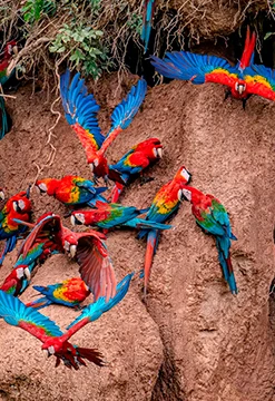 Disfruta la Selva Sur en Monte Amazónico