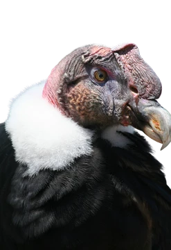 Condor de la selva