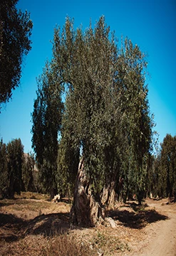 Chiribaya, Cultura & Gastronomía