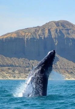Avistamiento de Ballenas Jorobadas en Los Órganos - Piura