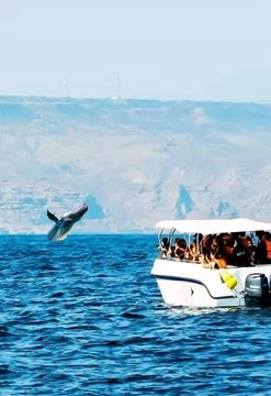 Aventuras con Ballenas en Piura y Tumbes