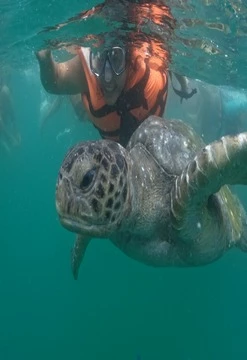 Verano de Playas, Manglares y Tortugas