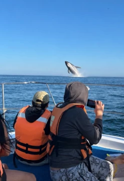 Danza de Ballenas