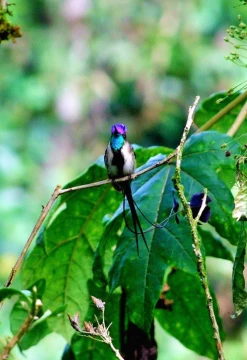 Full Day Avistamiento de Aves en la Foresta de Gocta