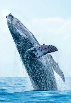 Avistamiento de Ballenas y Tortugas Marinas | Full Day desde Piura
