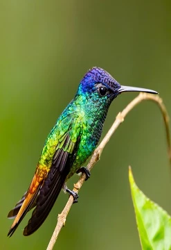 Avistamiento de Colibríes (ACONABIKH)