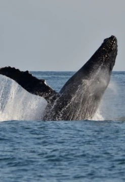 Avistamiento de Ballenas Y Nado con Tortugas