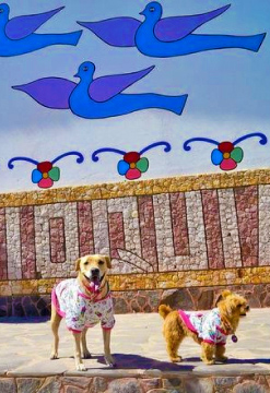 Full Day Canino