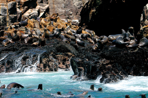 lobos de mar