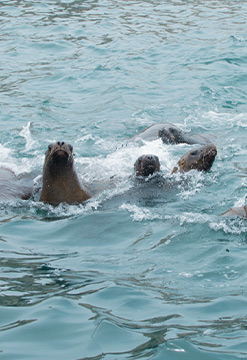 Vive la oportunidad de nadar con lobos marinos en las Islas Palomino