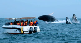 Apertura de la Temporada de Avistamiento de Ballenas