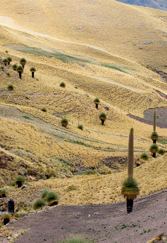 Bosque de Puyas de Raimondi