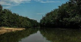 Dia Internacional por la defensa del Ecosistema Manglar