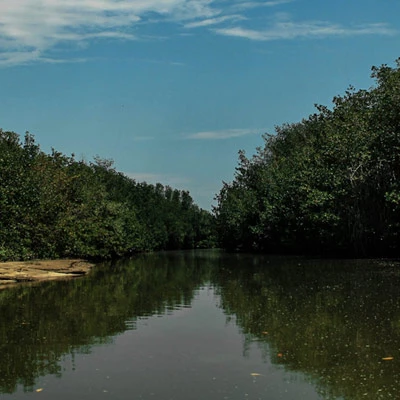 Dia Internacional por la defensa del Ecosistema Manglar