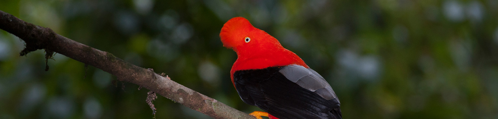 Perú se consolida como principal destino turístico para el avistamiento de aves
