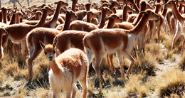 Festival Nacional Ecoturístico del Chaku de Vicuñas – San Miguel de Mestizas 2022