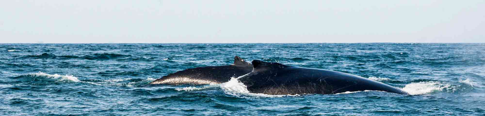 Avistamiento de ballenas: más de 30 000 turistas espera recibir Piura para ver espectáculo
