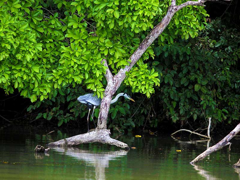 Recorriendo Lago Sandoval y Bajo Madre de Dios